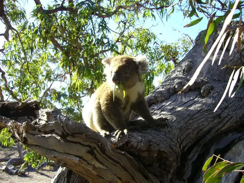 koala-in-gum-tree-mikkira-station Koala in a Gum Tree: Mikkira Station