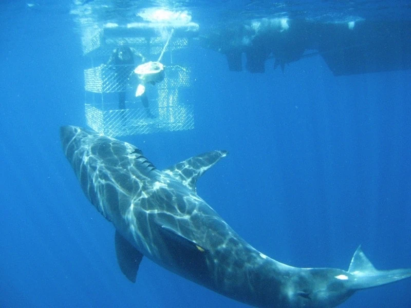 calypso-star-cage-shark-diving1-web Yep, they really are that big.