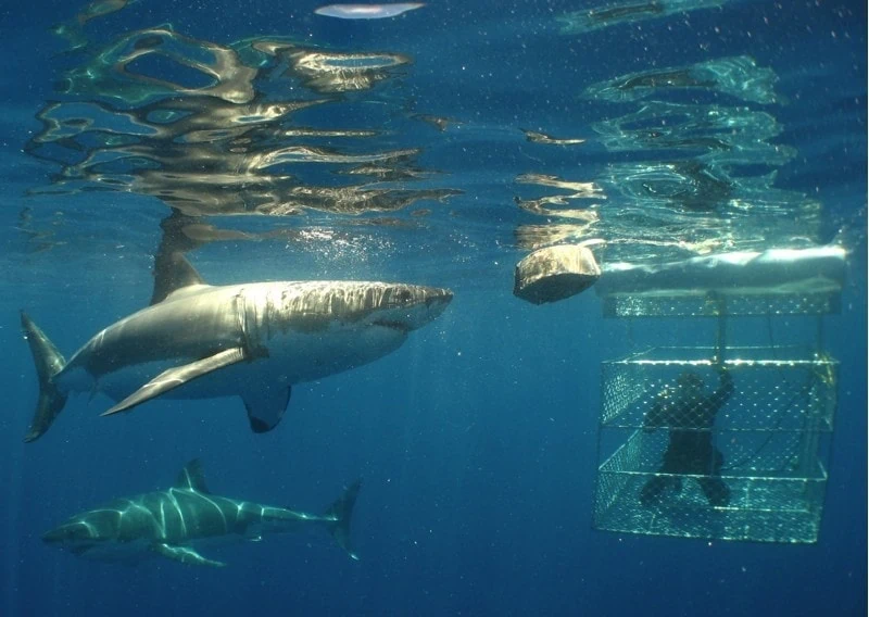 calypso-star-cage-shark-diving2-web Double Trouble