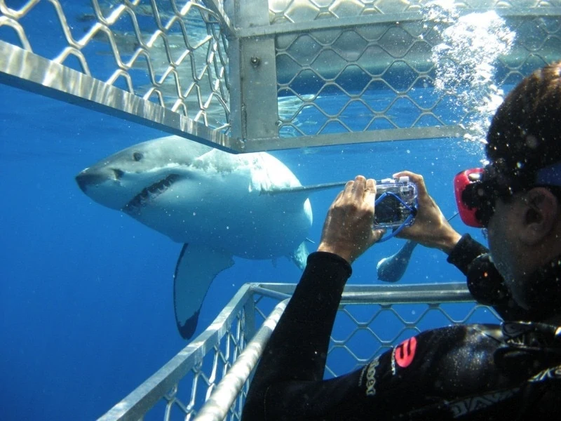 calypso-star-cage-shark-diving3-web Cameras are essential, just to prove to your mates what an experience this really is