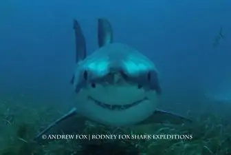 Come dive with me!