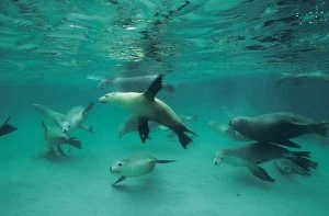 Swim with Sea Lions