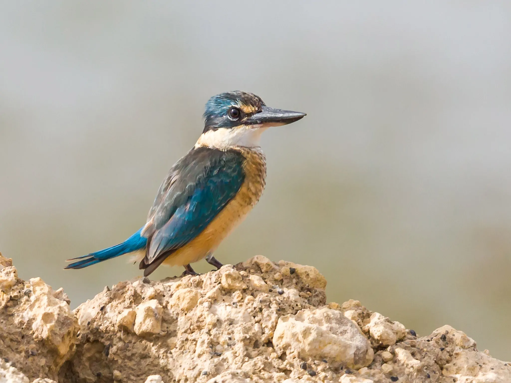 https://australiancoastalsafaris.com.au/wp-content/uploads/2019/03/Australian-Coastal-Safaris-Birdwatching-on-the-Southern-EP-1234.webp