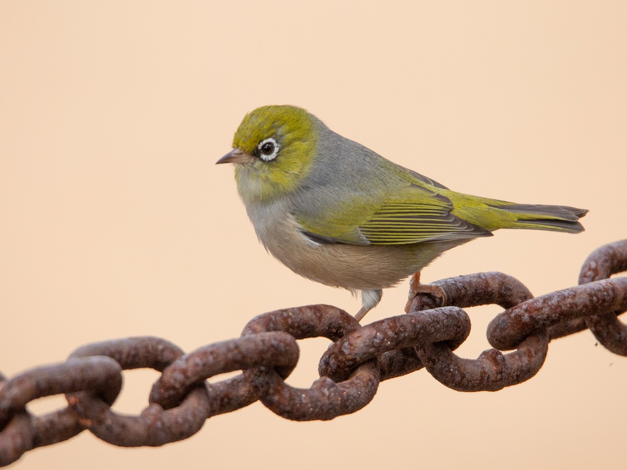 https://australiancoastalsafaris.com.au/wp-content/uploads/2019/03/Australian-Coastal-Safaris-Birdwatching-on-the-Southern-EP-1241.jpg