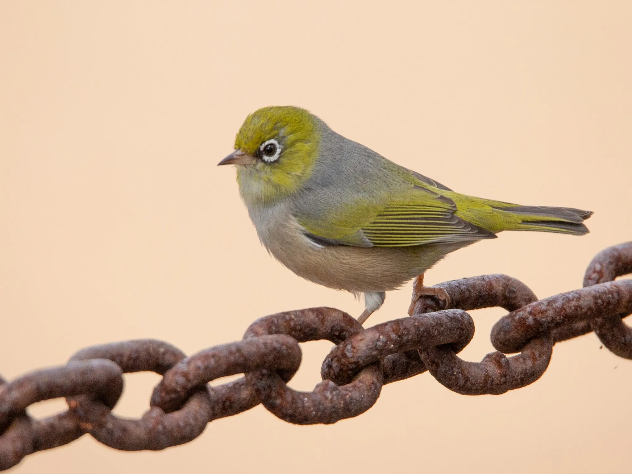 https://australiancoastalsafaris.com.au/wp-content/uploads/2019/03/Australian-Coastal-Safaris-Birdwatching-on-the-Southern-EP-1241.webp