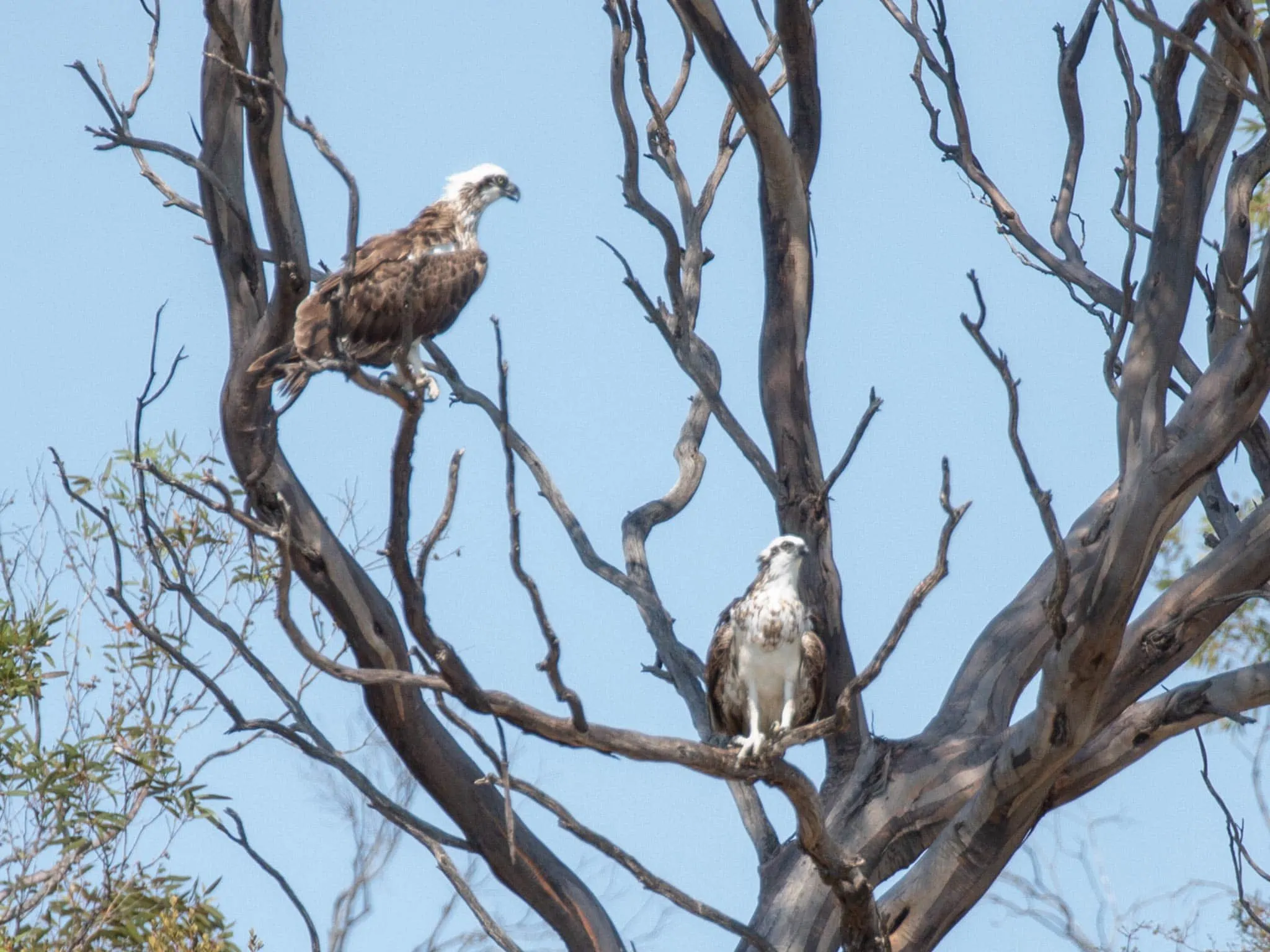 https://australiancoastalsafaris.com.au/wp-content/uploads/2019/03/Australian-Coastal-Safaris-Birdwatching-on-the-Southern-EP-5A7588.webp
