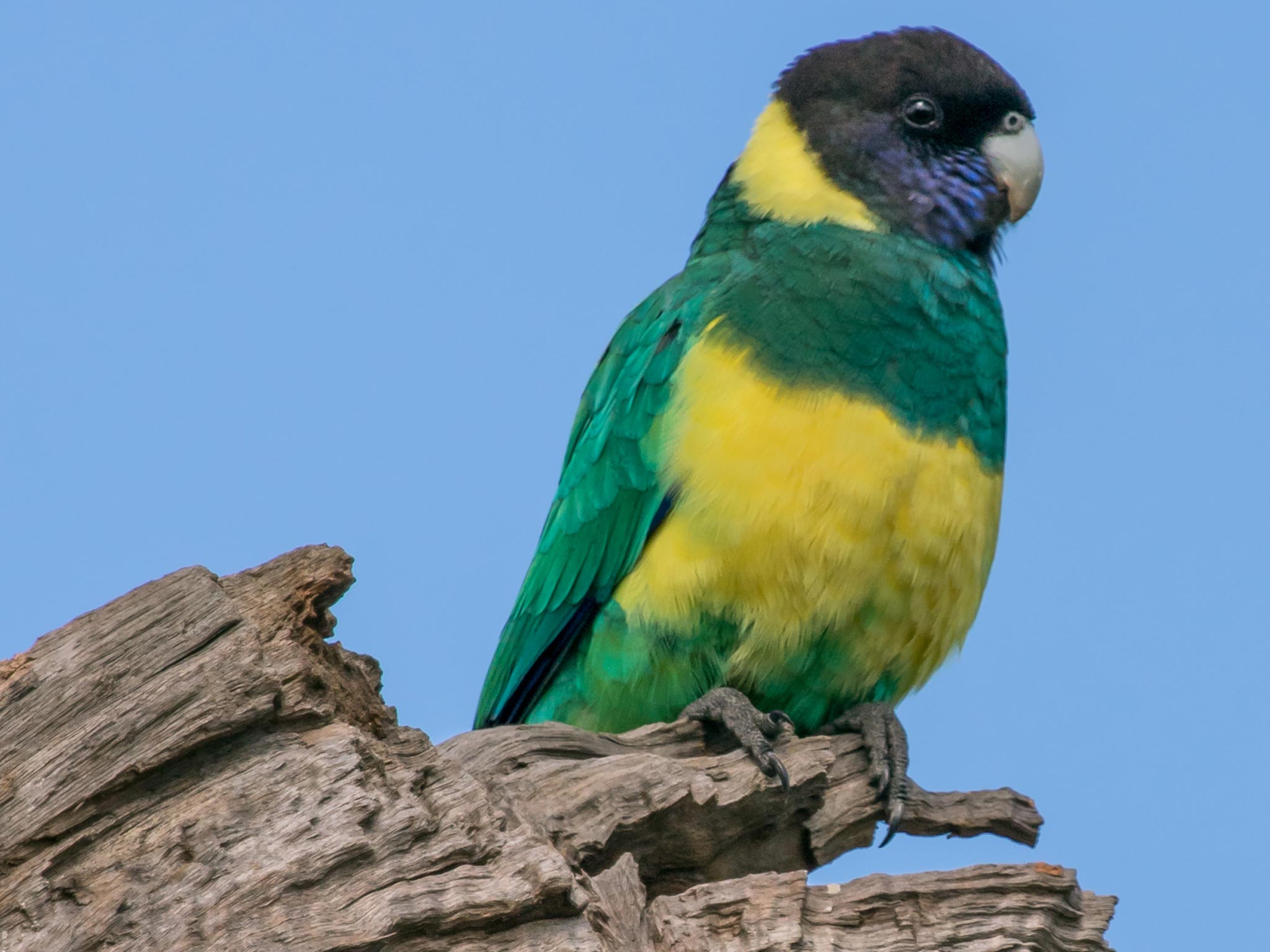 https://australiancoastalsafaris.com.au/wp-content/uploads/2019/03/Australian-Coastal-Safaris-Birdwatching-on-the-Southern-EP-Australian-Ringneck.jpg