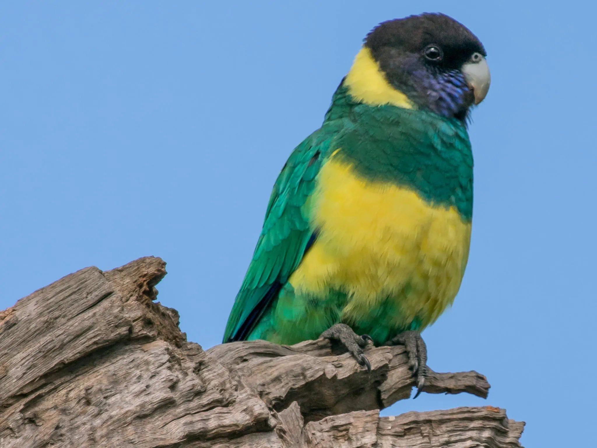 https://australiancoastalsafaris.com.au/wp-content/uploads/2019/03/Australian-Coastal-Safaris-Birdwatching-on-the-Southern-EP-Australian-Ringneck.webp