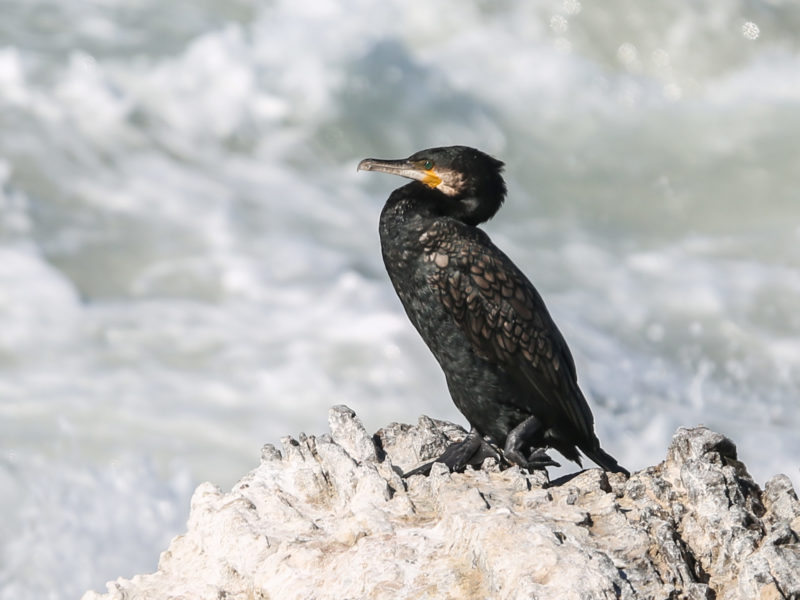 Australian Coastal Safaris Birdwatching On The Southern EP Great Cormorant