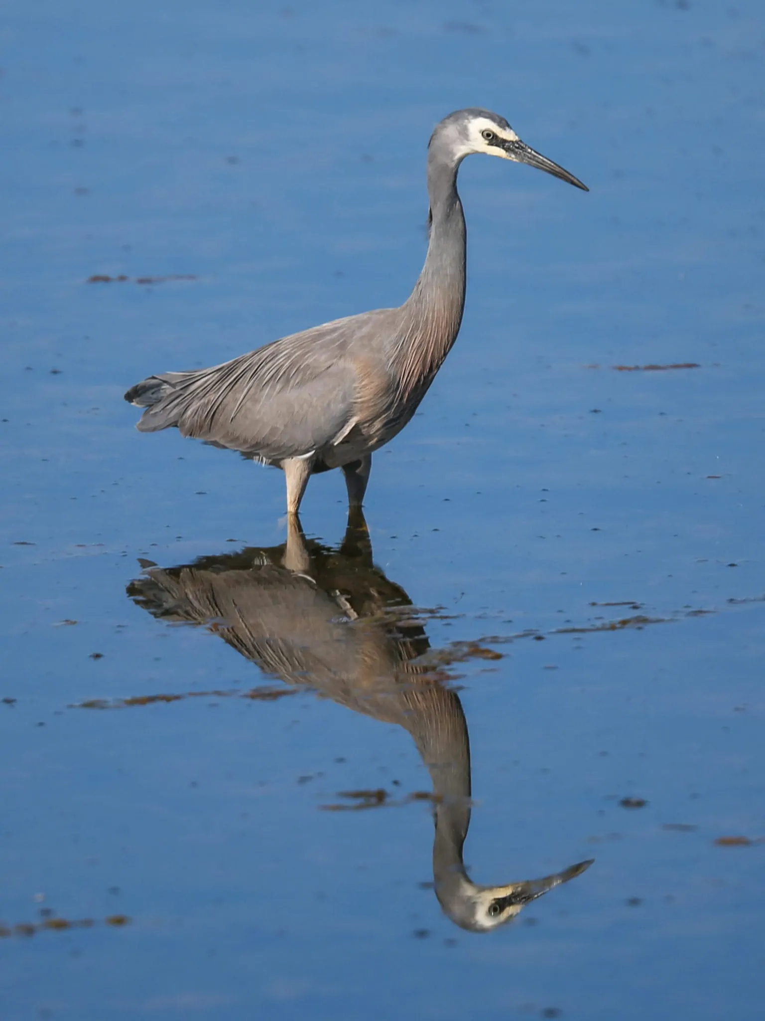 wetland bird