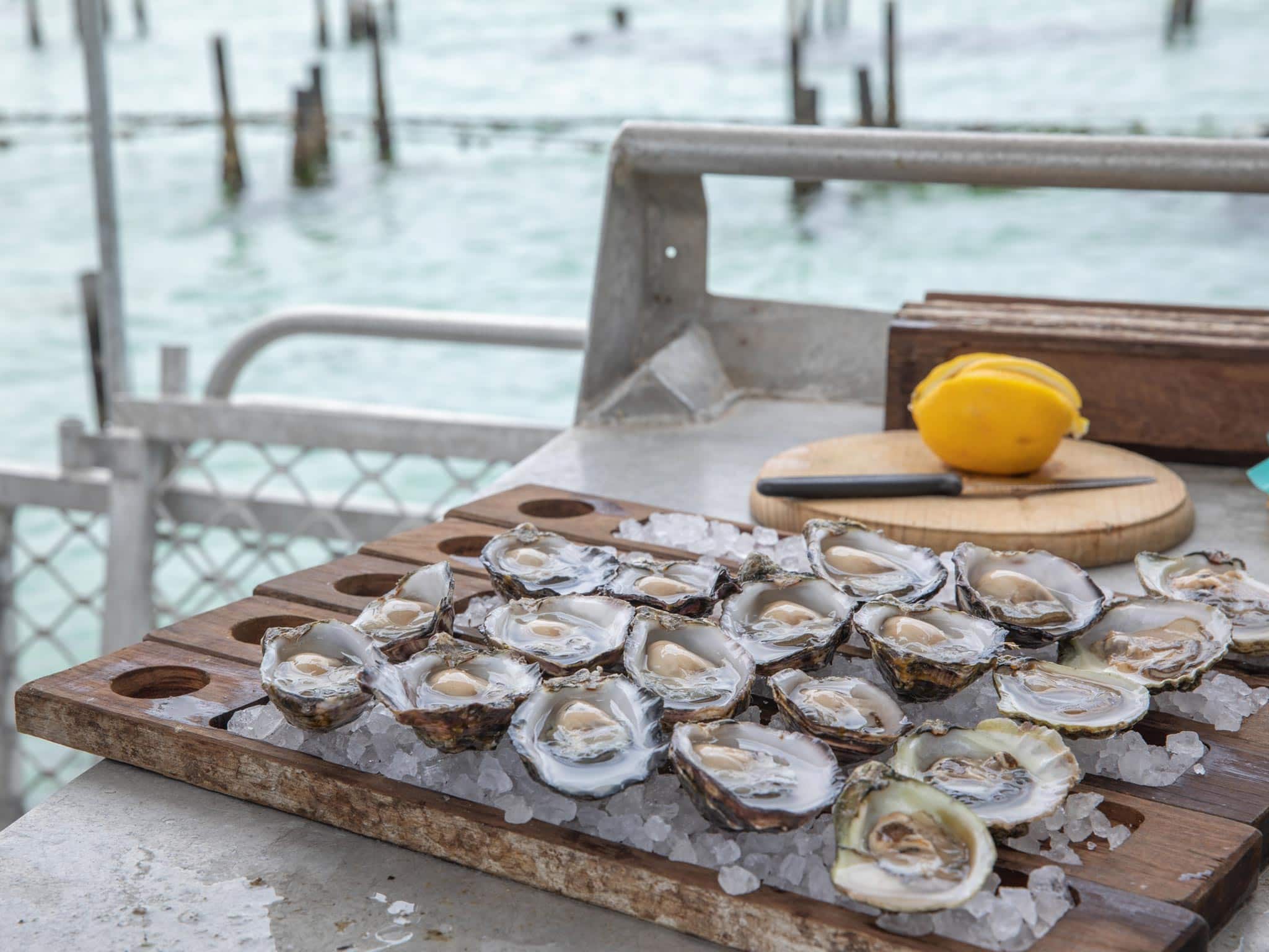 coffin bay oysters