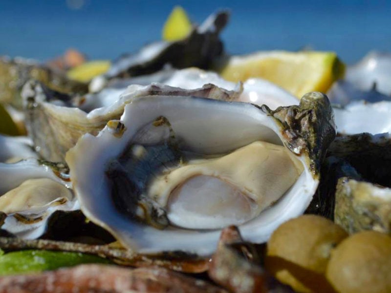 Australian Coastal Safaris Coffin Bay Oysters Ocean And Nature Tour 3654