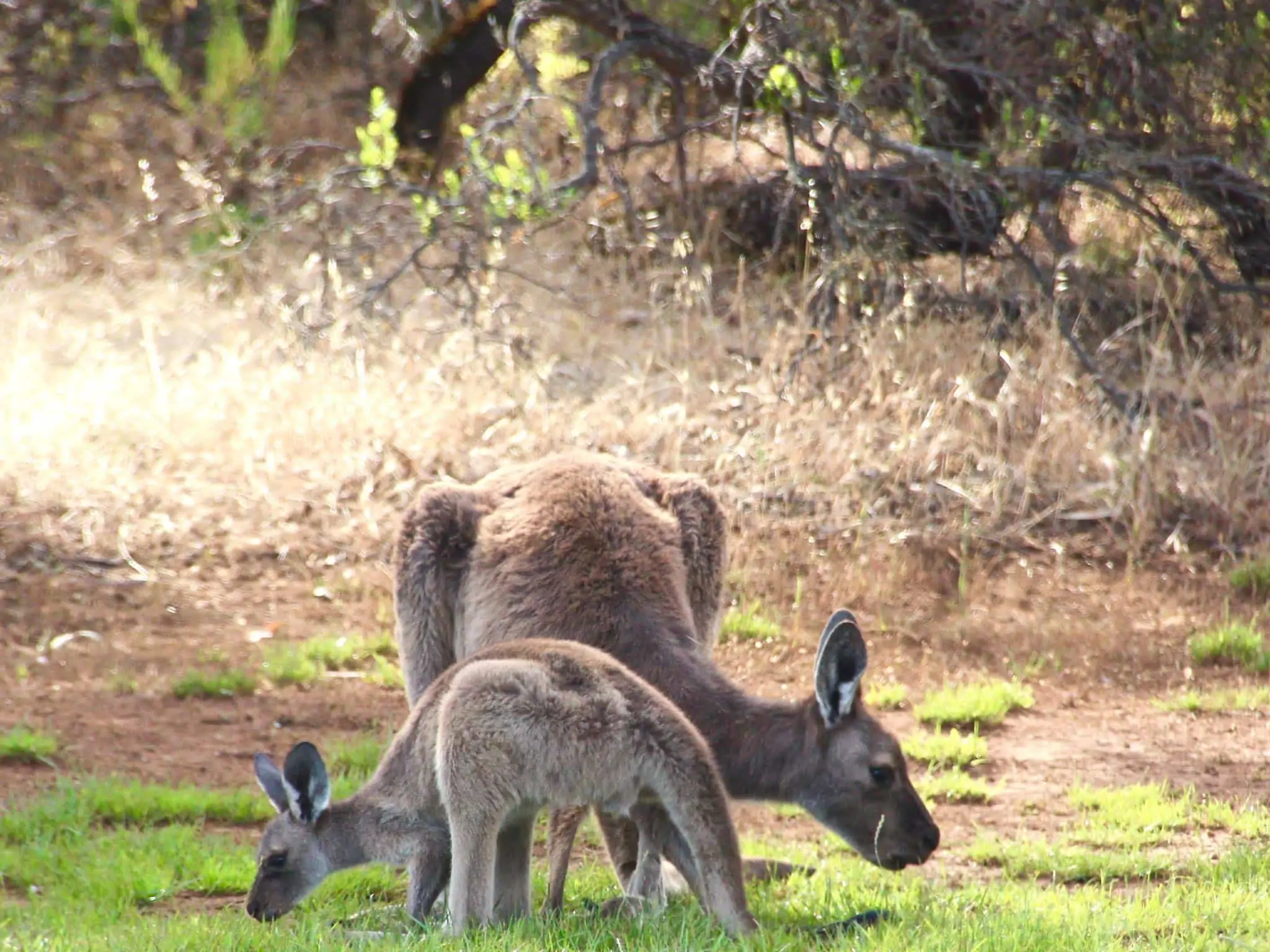 kangaroo