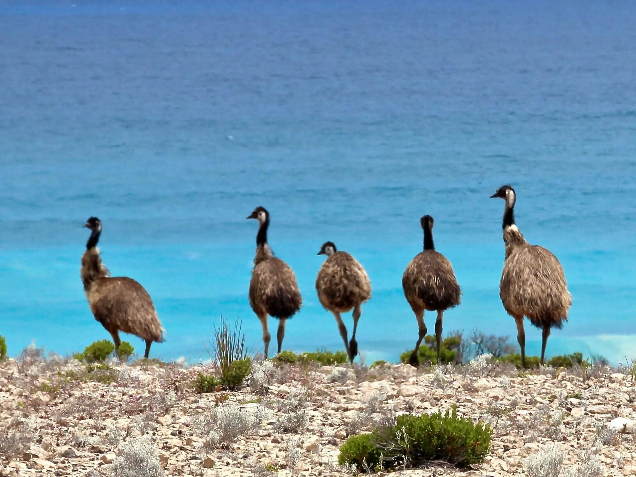 emu on the ocean