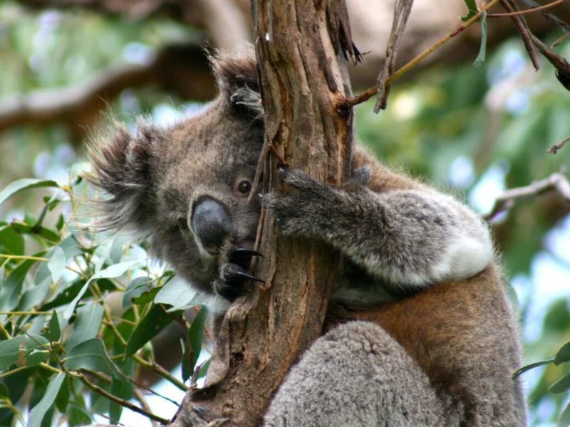 Australian Coastal Safaris Exceptional Port Lincoln Seafood And Wildlife Tour Koala In A Tree
