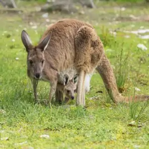 kangaroo