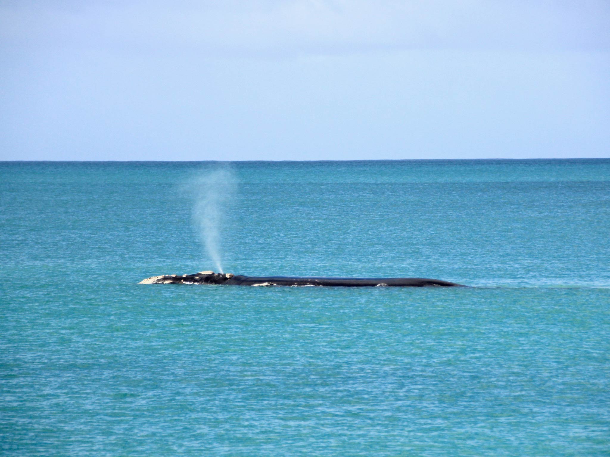 Australian Coastal Safaris Our Tours Winter Whale Watching And Wildlife Encounter 4221 Australian Coastal Safaris Our Tours Winter Whale Watching And Wildlife Encounter 4221