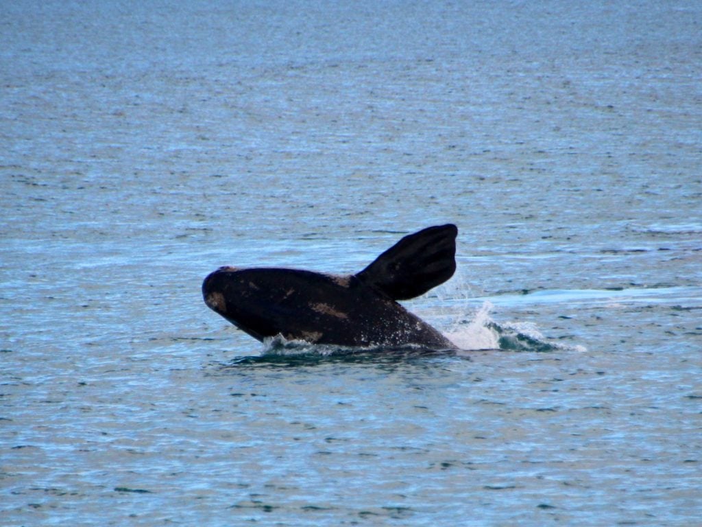 Australian Coastal Safaris Our Tours Winter Whale Watching And Wildlife Encounter 4338 Australian Coastal Safaris Our Tours Winter Whale Watching And Wildlife Encounter 4338