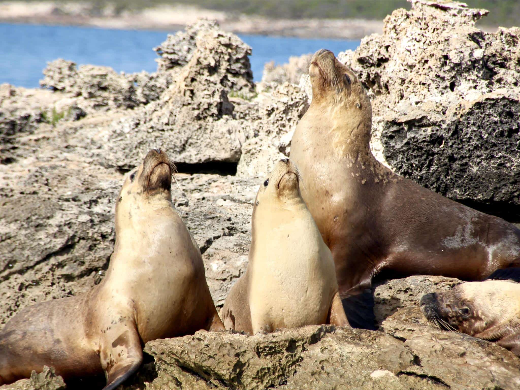 Australian Coastal Safaris Port Lincoln Underwater Weekend Adventure 6163 Australian Coastal Safaris Port Lincoln Underwater Weekend Adventure 6163