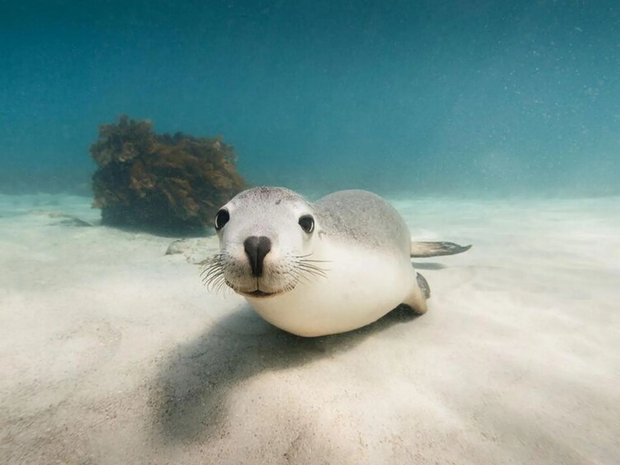 Australian Coastal Safaris Port Lincoln Underwater Weekend Adventure Australian Sealion 3