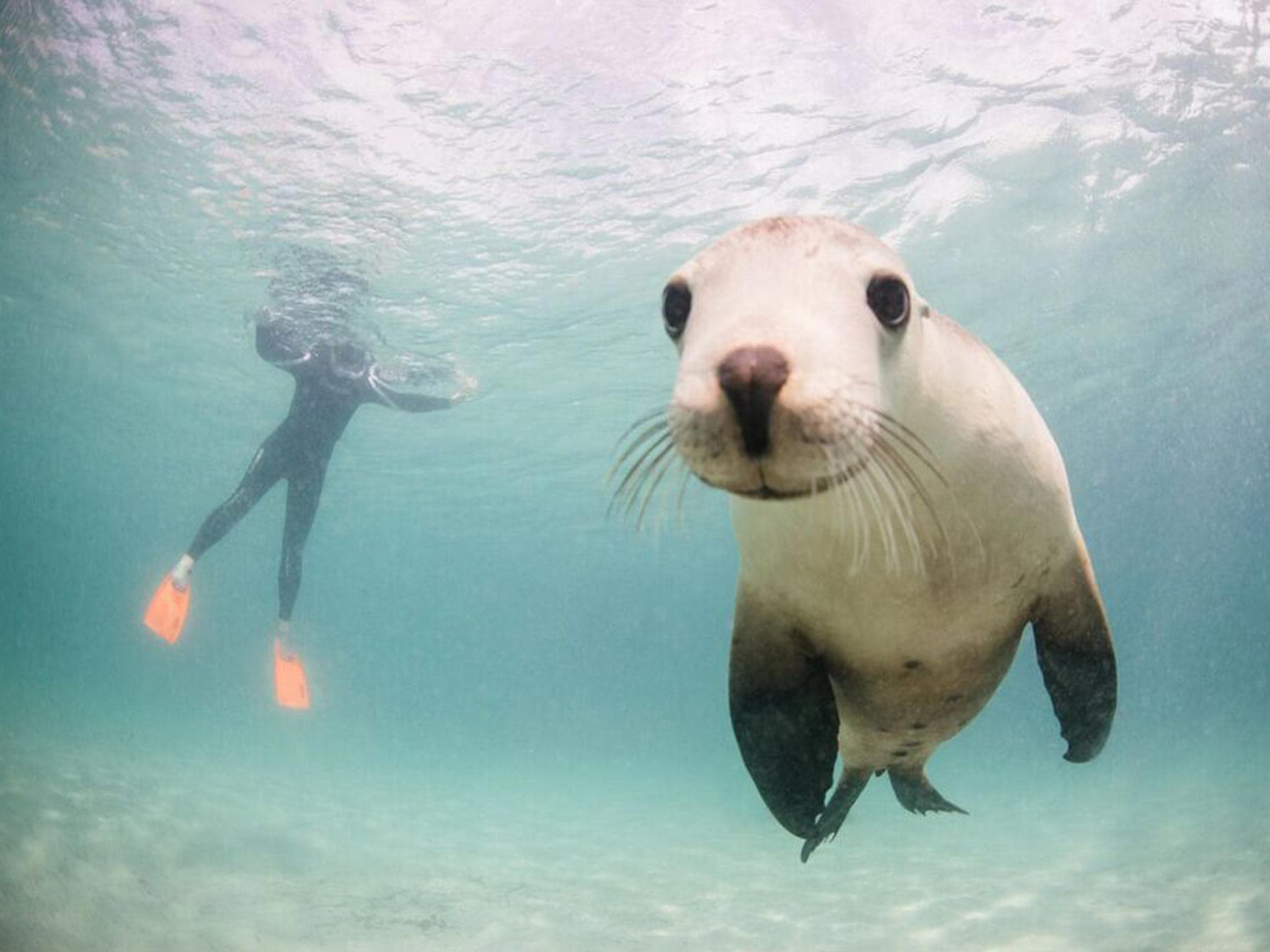 Australian Coastal Safaris Port Lincoln Underwater Weekend Adventure Australian Sealion And Diver 01