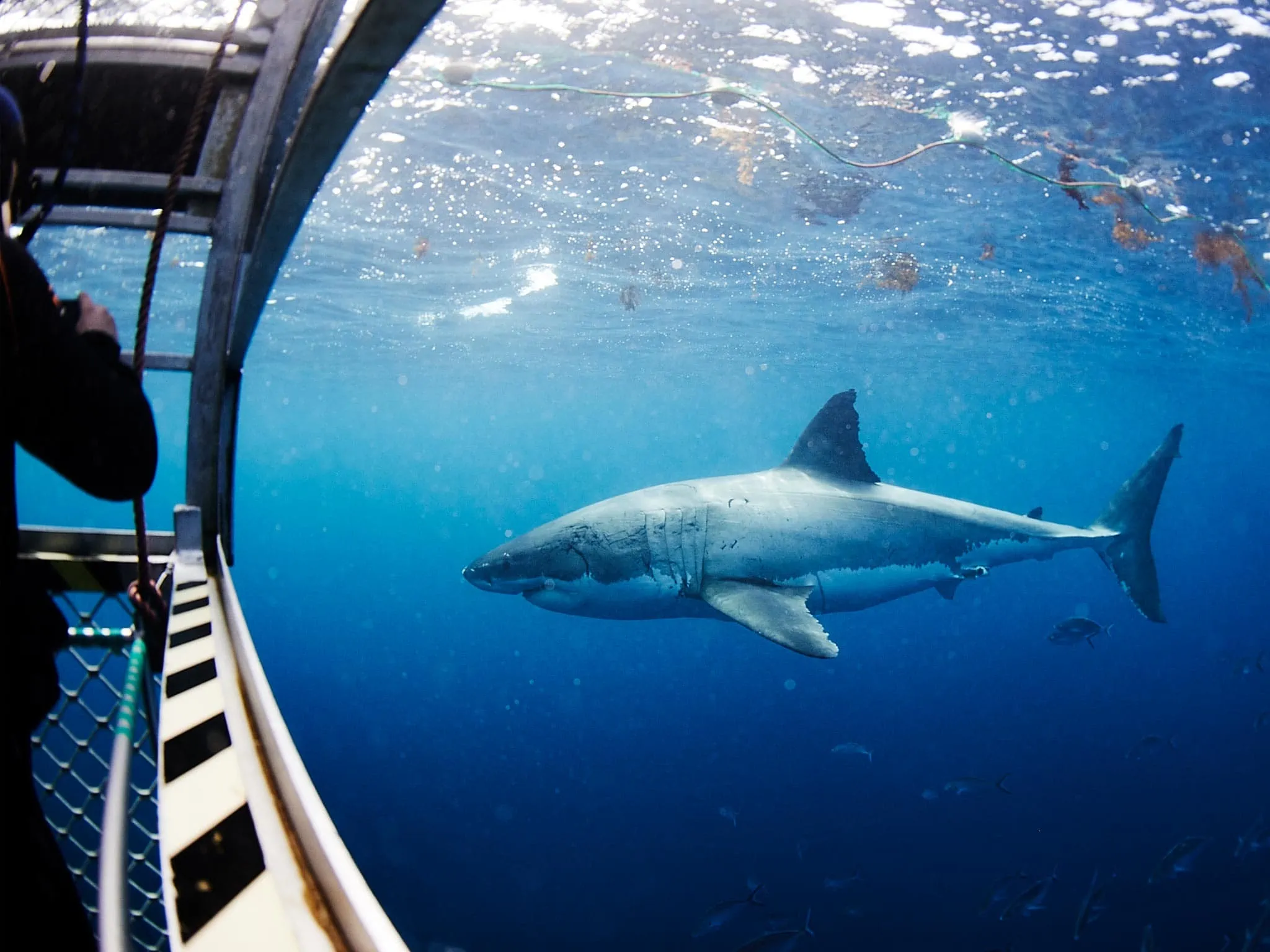 Australian Coastal Safaris Port Lincoln Underwater Weekend Adventure RBP4127