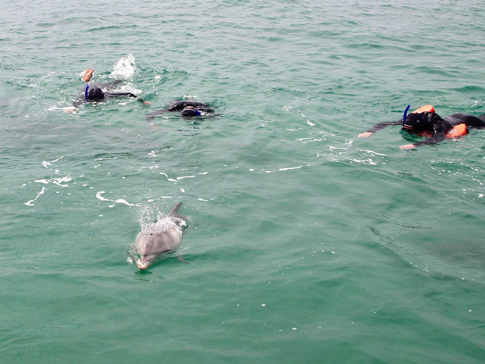 https://australiancoastalsafaris.com.au/wp-content/uploads/2019/03/Australian-Coastal-Safaris-Wildlife-and-Ocean-Encounter-5458.jpg
