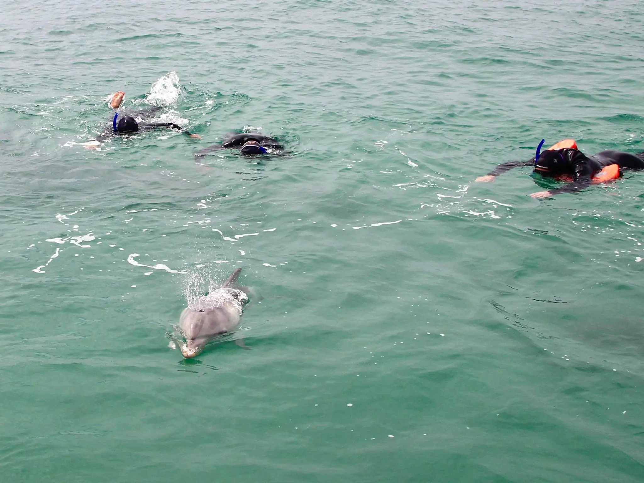 https://australiancoastalsafaris.com.au/wp-content/uploads/2019/03/Australian-Coastal-Safaris-Wildlife-and-Ocean-Encounter-5458.webp