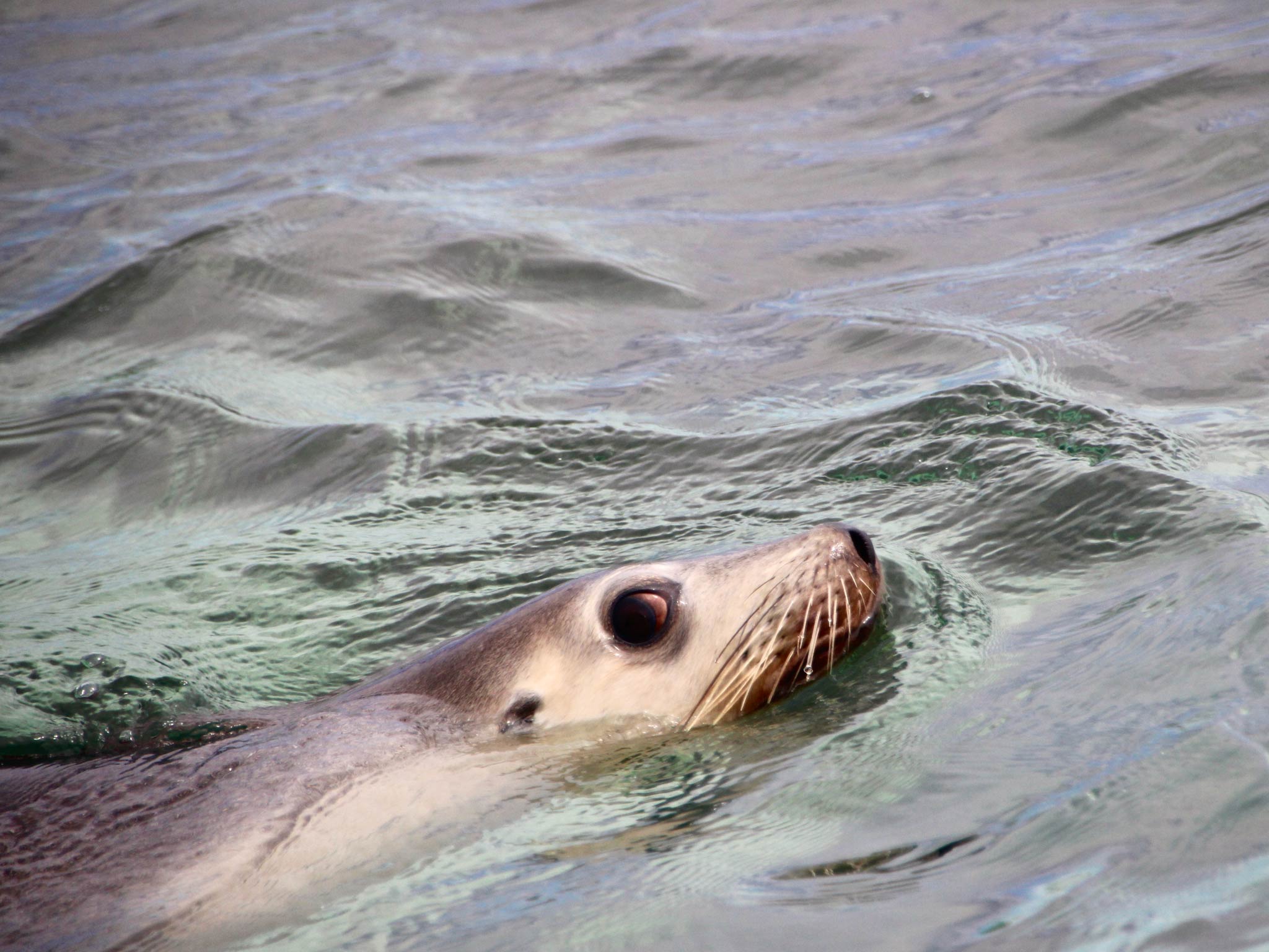 https://australiancoastalsafaris.com.au/wp-content/uploads/2019/03/Australian-Coastal-Safaris-Wildlife-and-Ocean-Encounter-5552.jpg