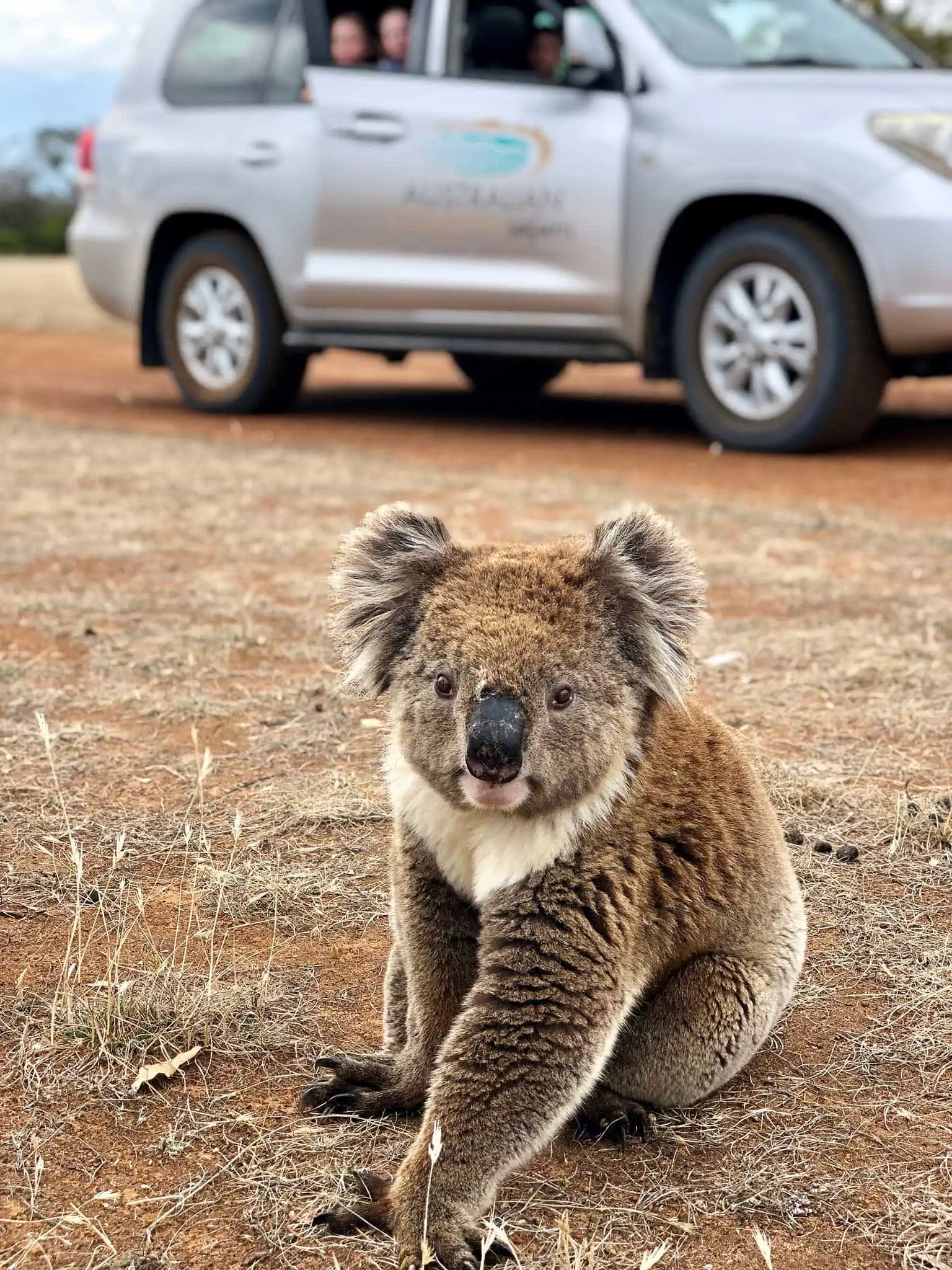 australian-coastal-safaris-port-lincoln-coffin-bay-highlights-8036
