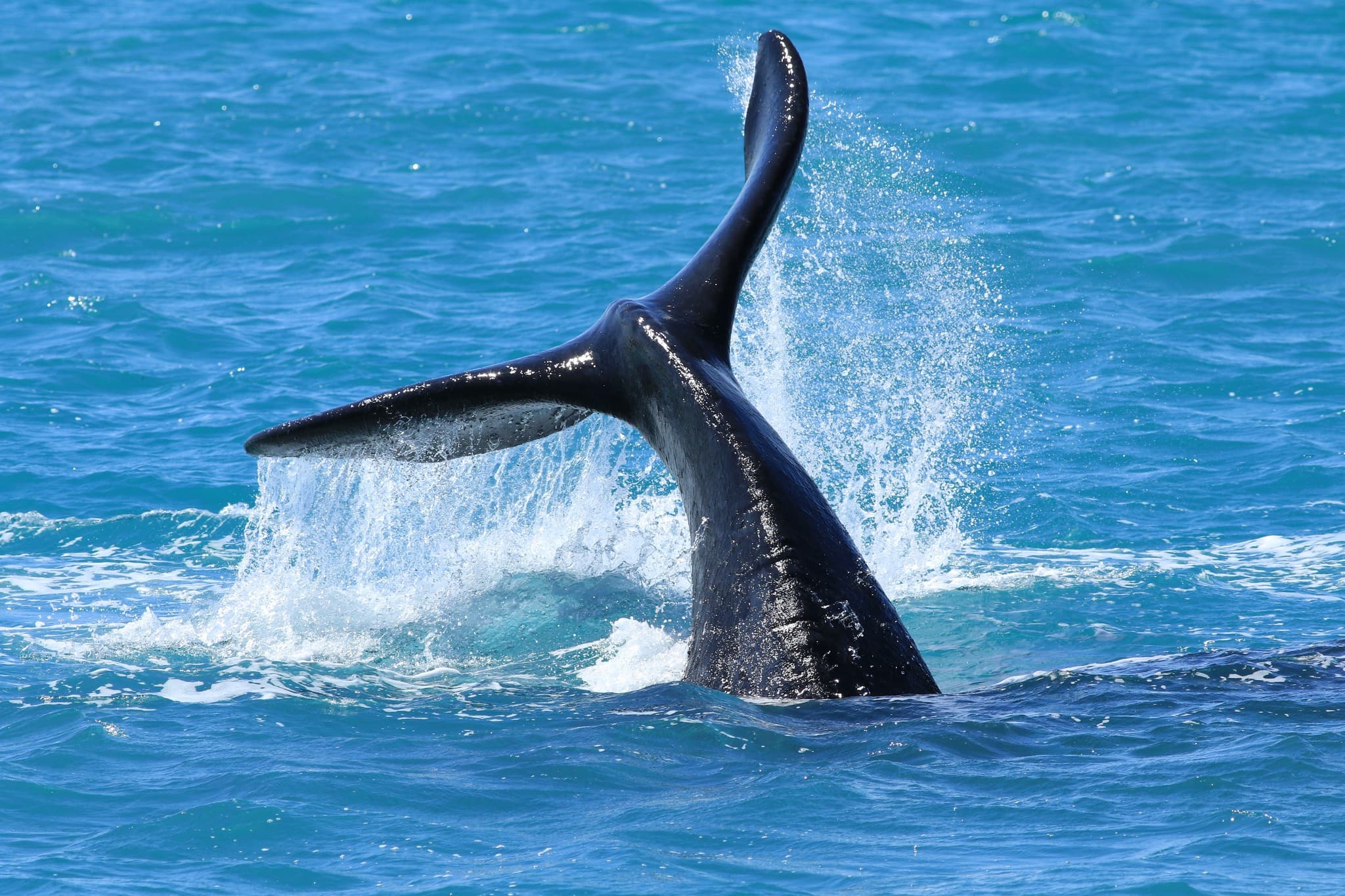 Noting better then seeing the wave of a tail!