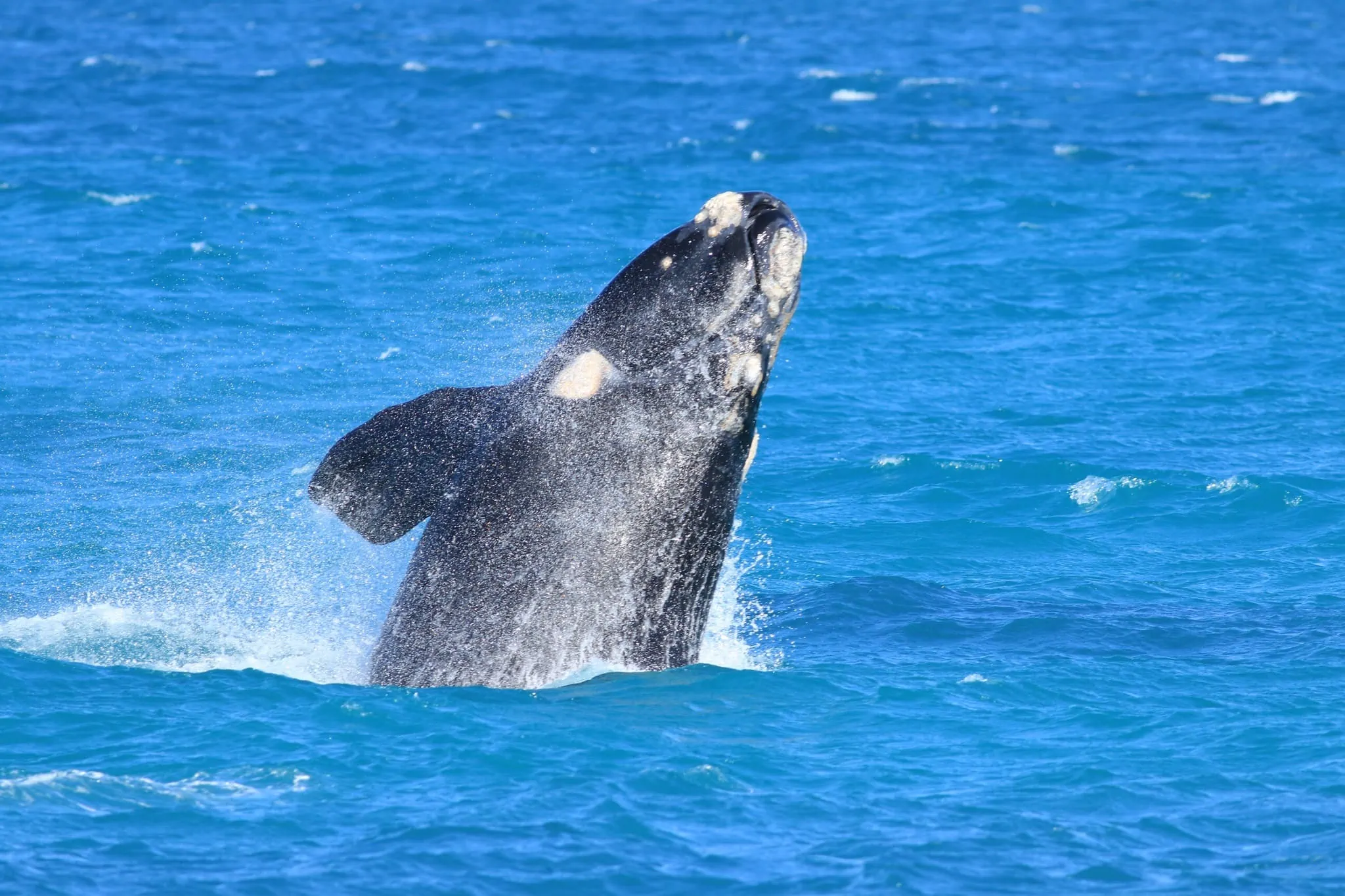 https://australiancoastalsafaris.com.au/wp-content/uploads/2019/06/076A8210.webp