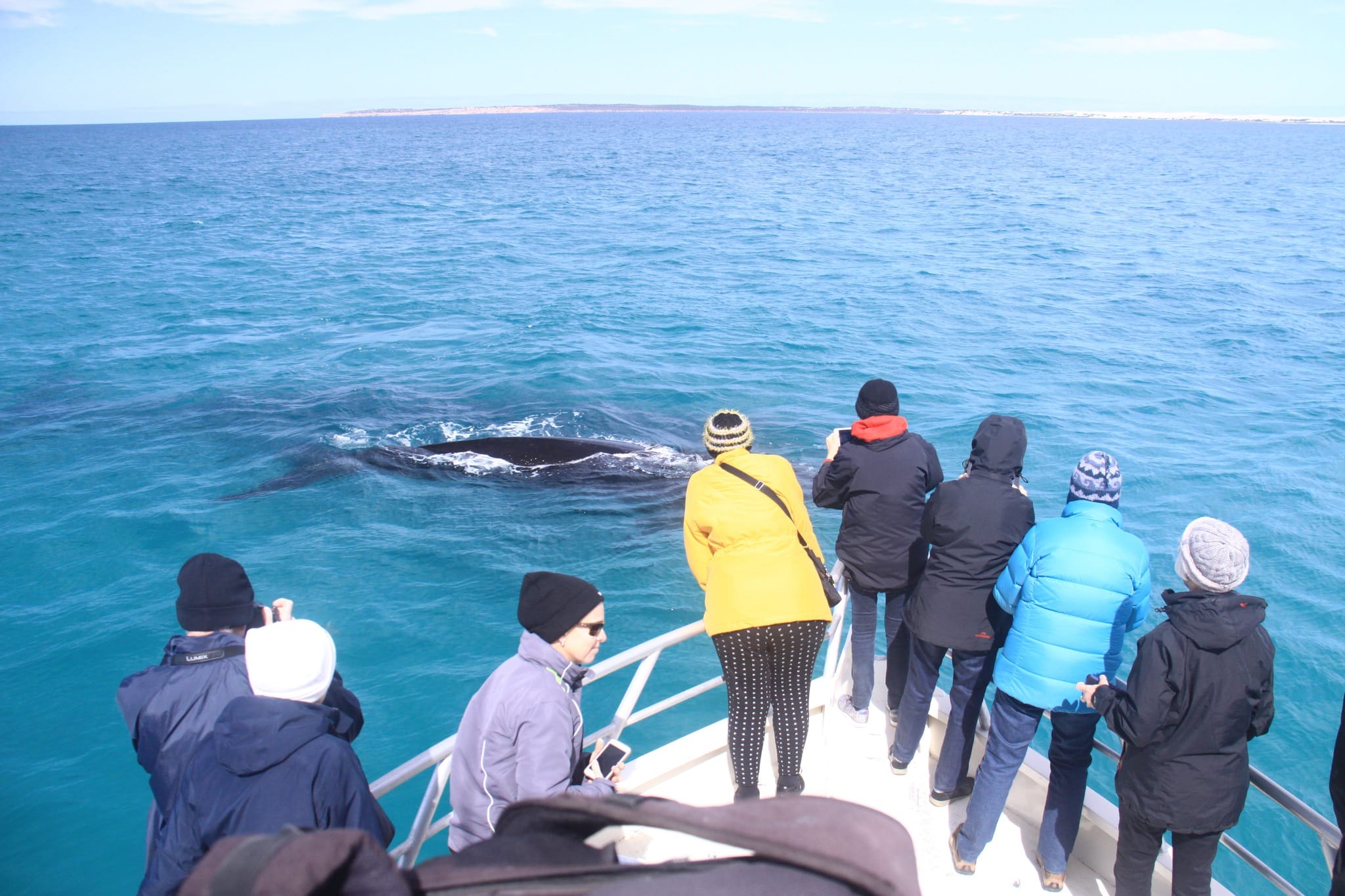 whale watching tours eyre peninsula