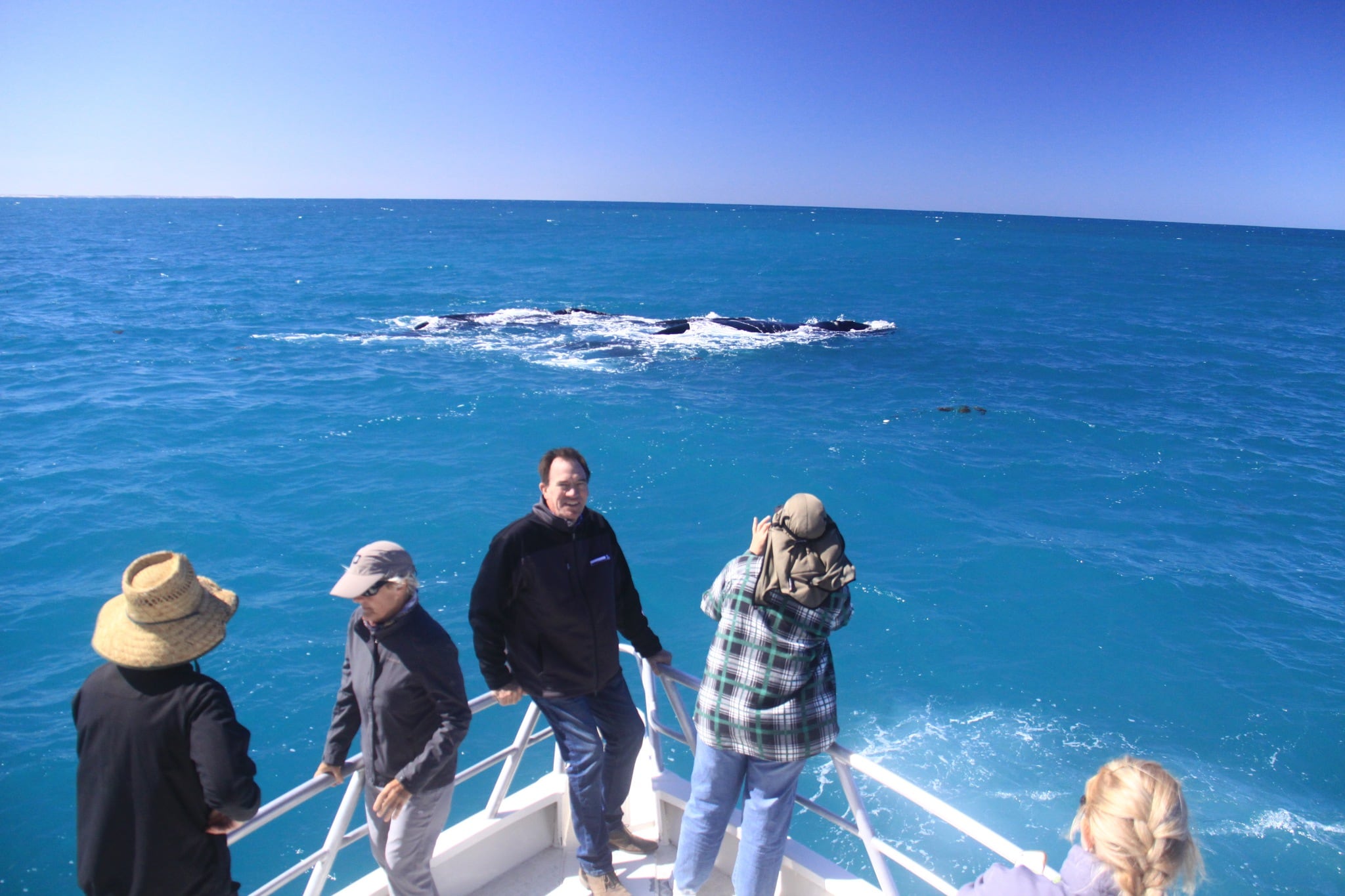 whale watching tours eyre peninsula