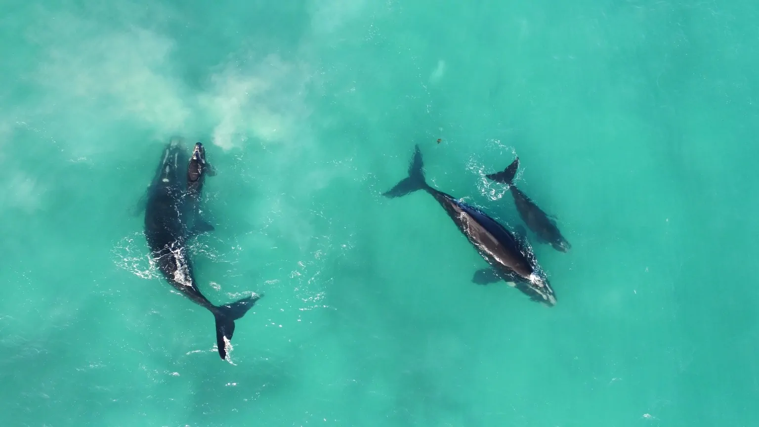 Whales Great Australian Bight