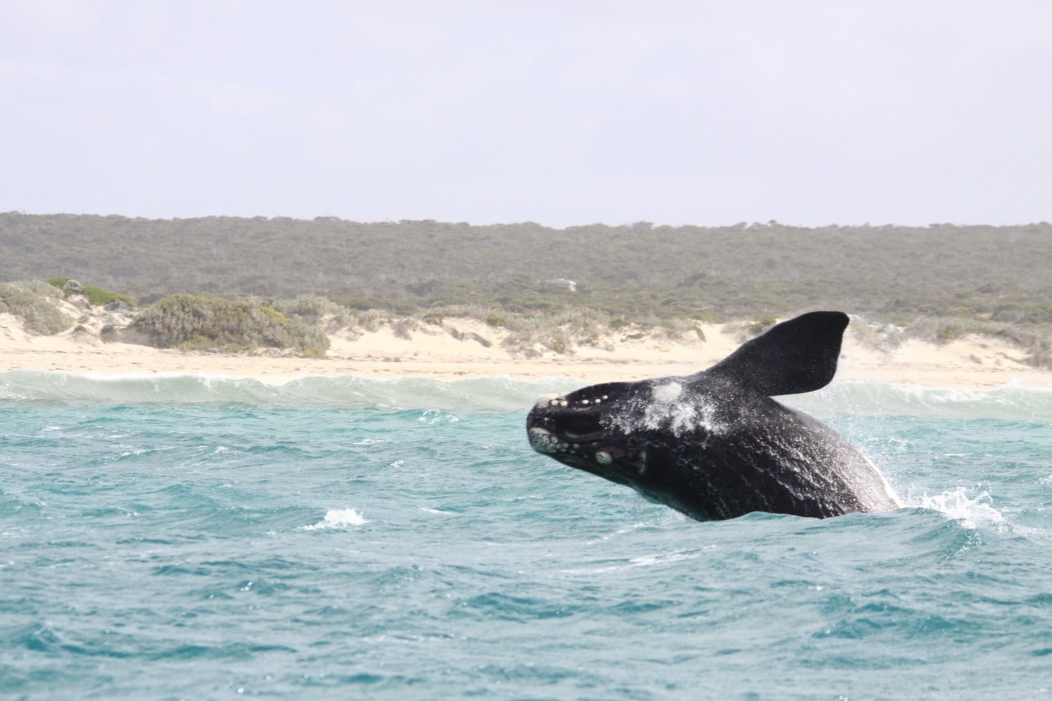 Whales in the Great Australian Bight on the Nullabor