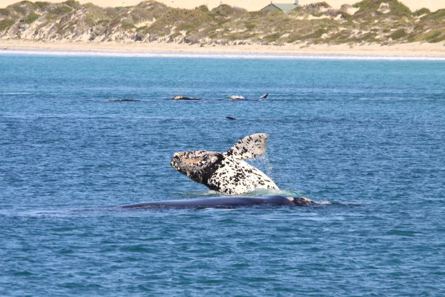 Whales in the Great Australian Bight on the Nullabor