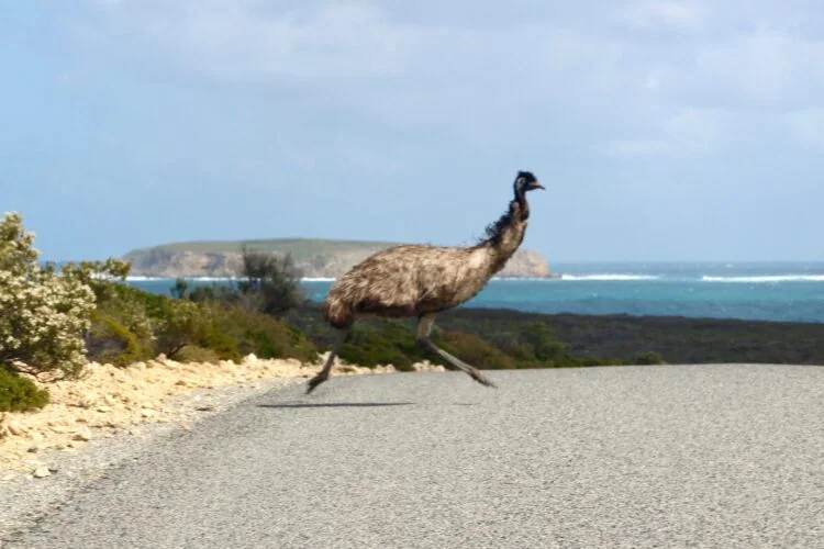 emu