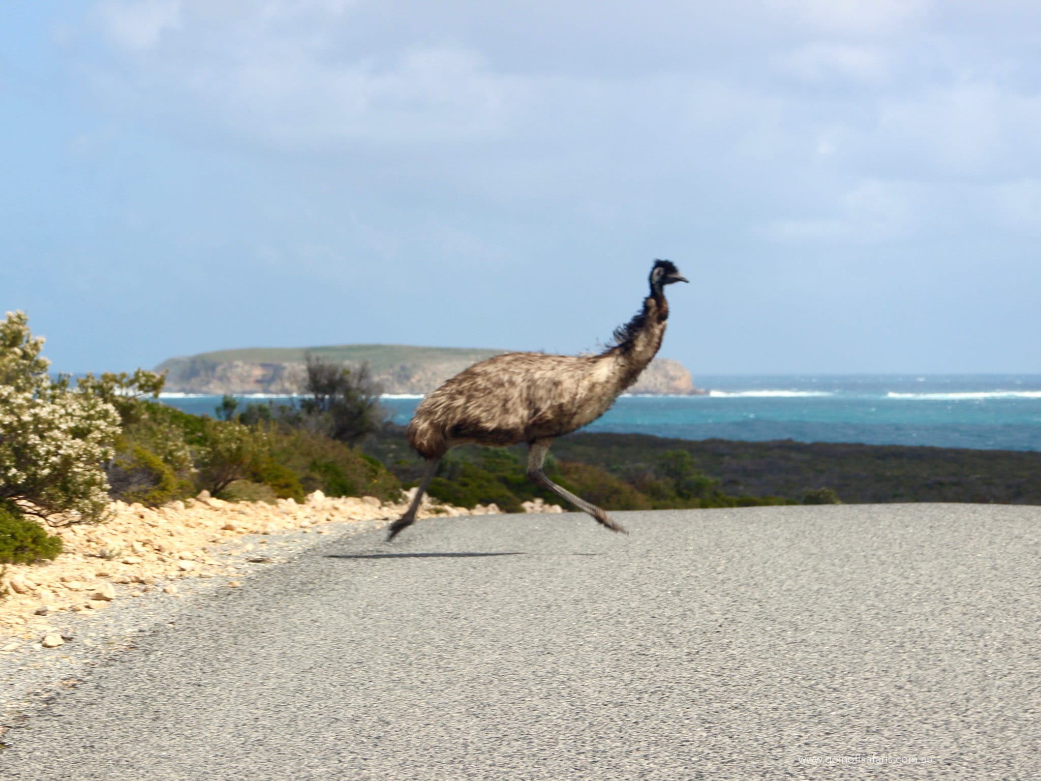 emu