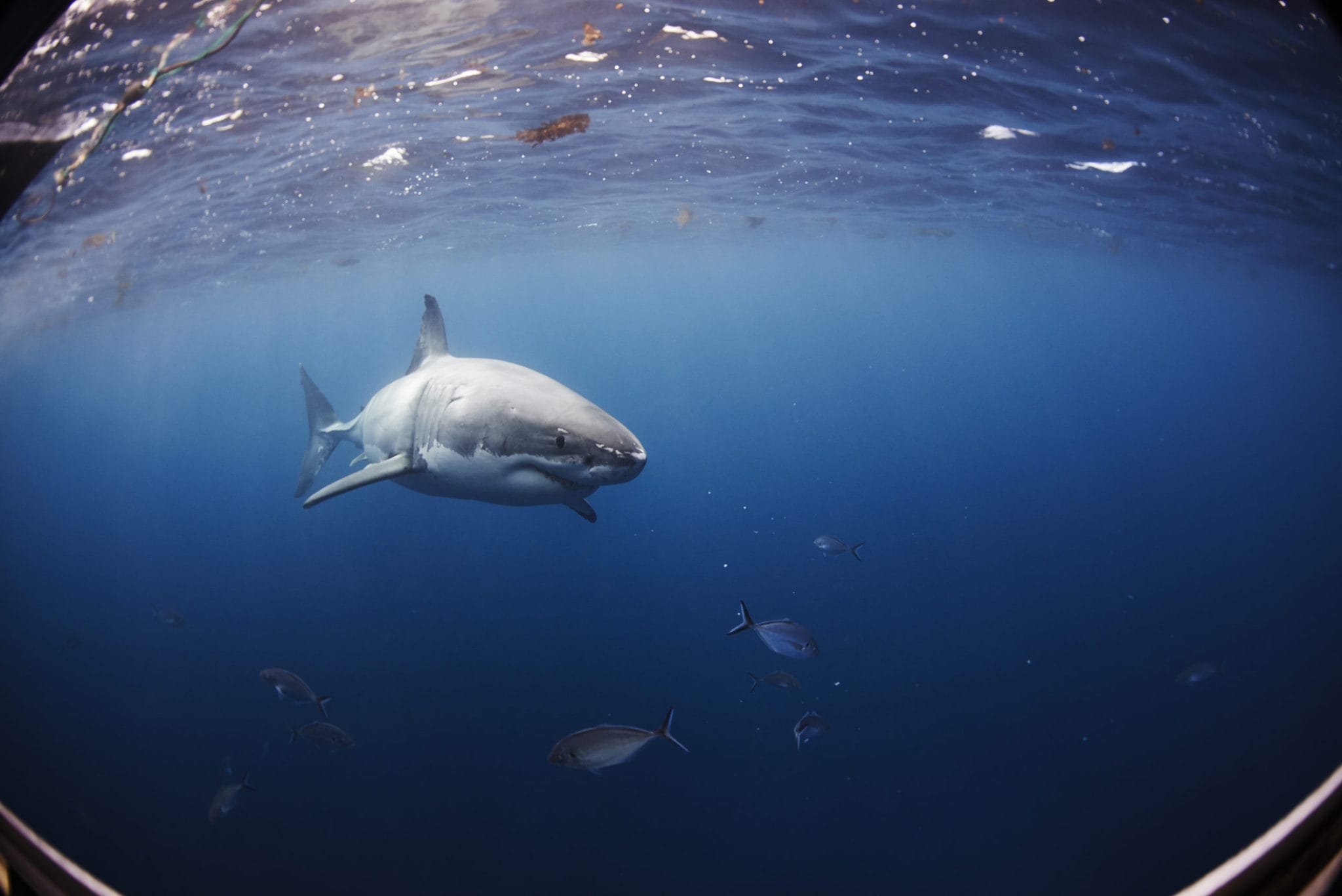 The revered Great White Shark of Neptune Islands