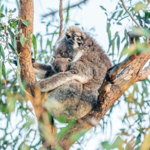 koala