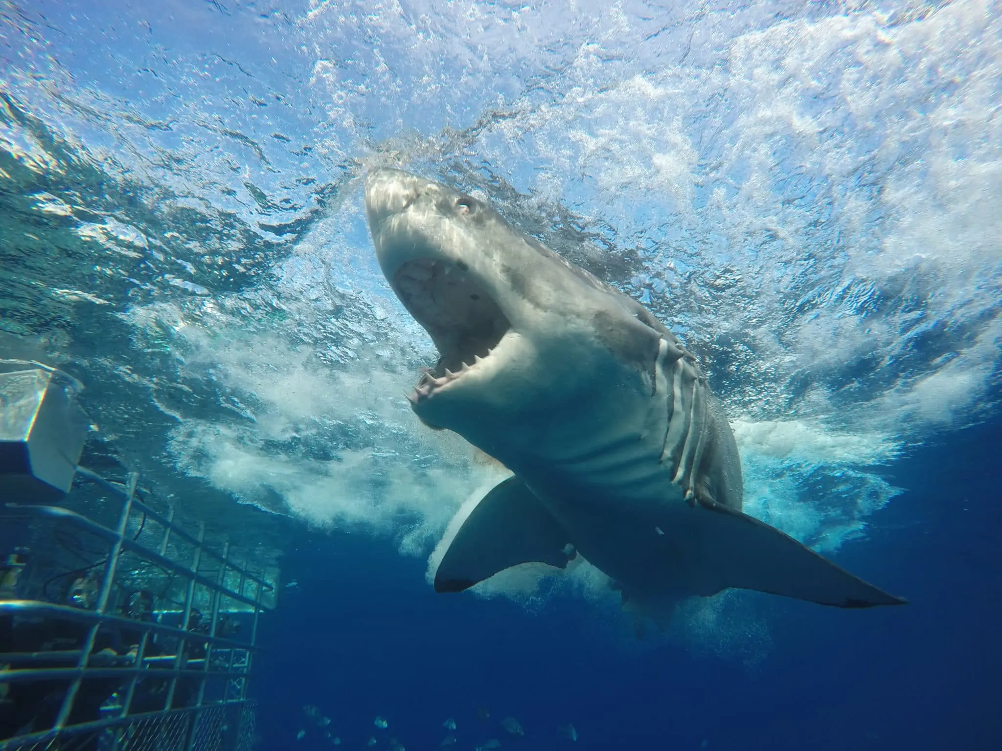 Photo Credit: Calypso Star Charters