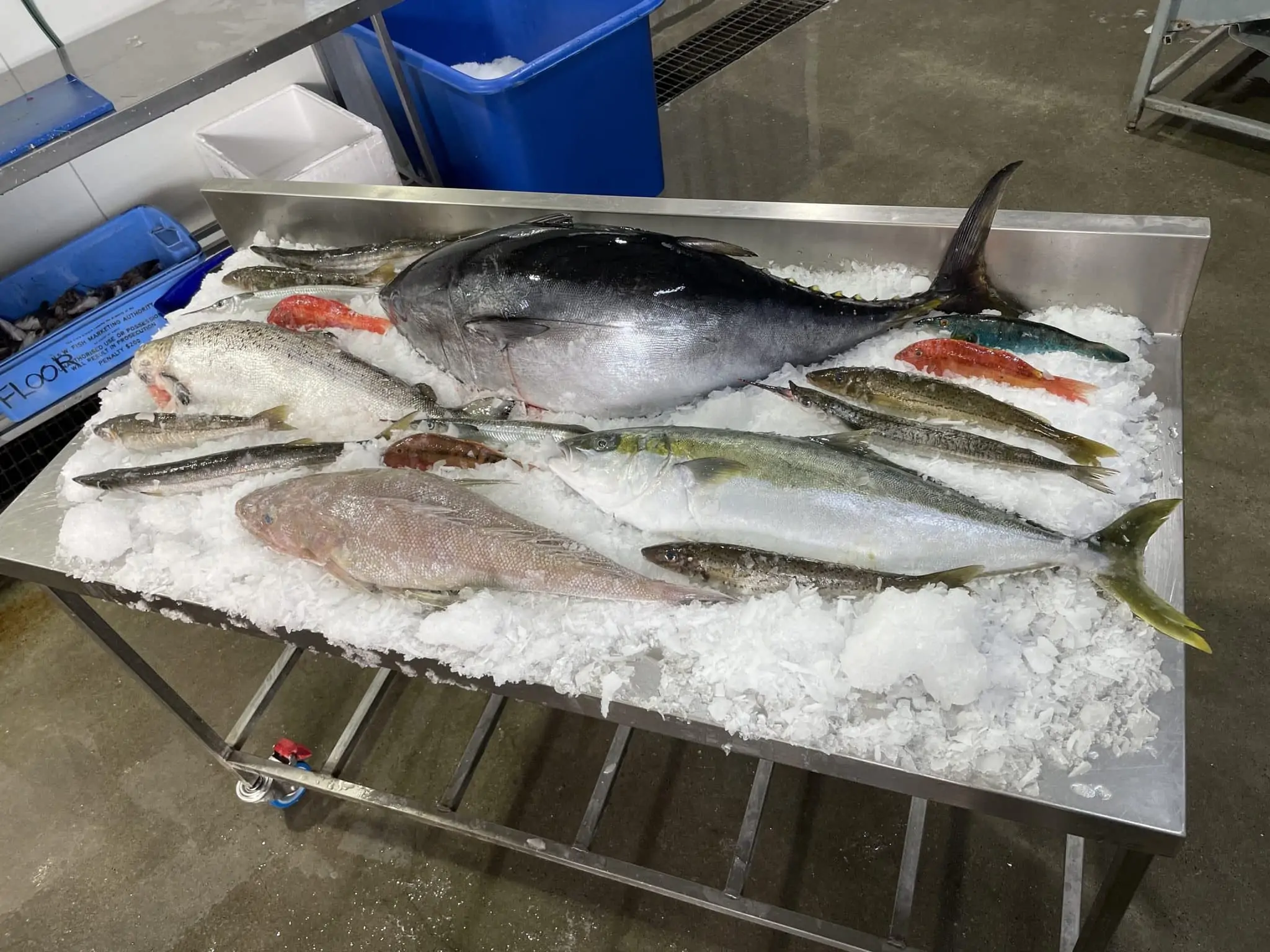 seafood sample