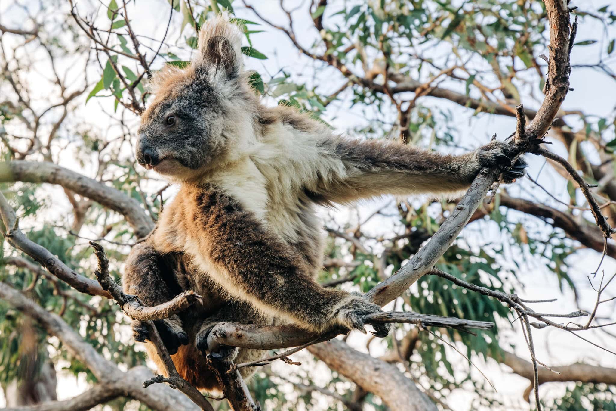 https://australiancoastalsafaris.com.au/wp-content/uploads/2025/08/20240618_RM_Williams_Australia_In_Style_Australian_Coastal_Safaris_382.jpg