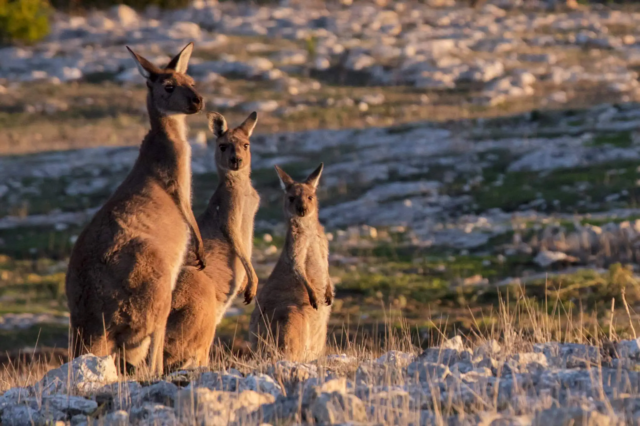 https://australiancoastalsafaris.com.au/wp-content/uploads/2025/08/81A5847z.webp