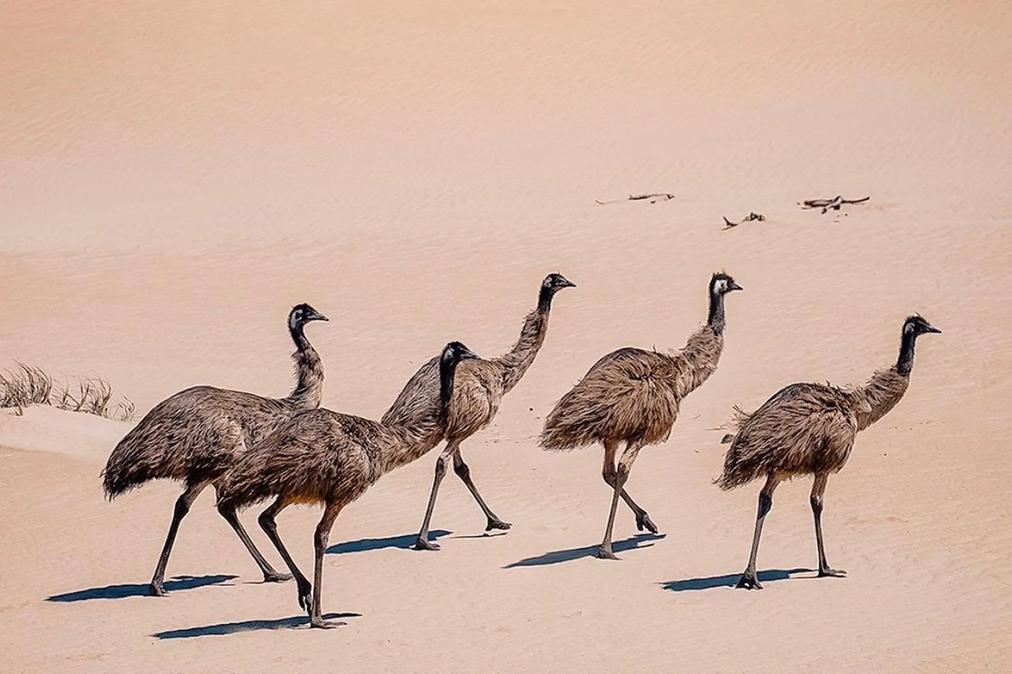https://australiancoastalsafaris.com.au/wp-content/uploads/2025/08/DF358E37-B82A-4631-BBDE-FCE50F48635B.webp