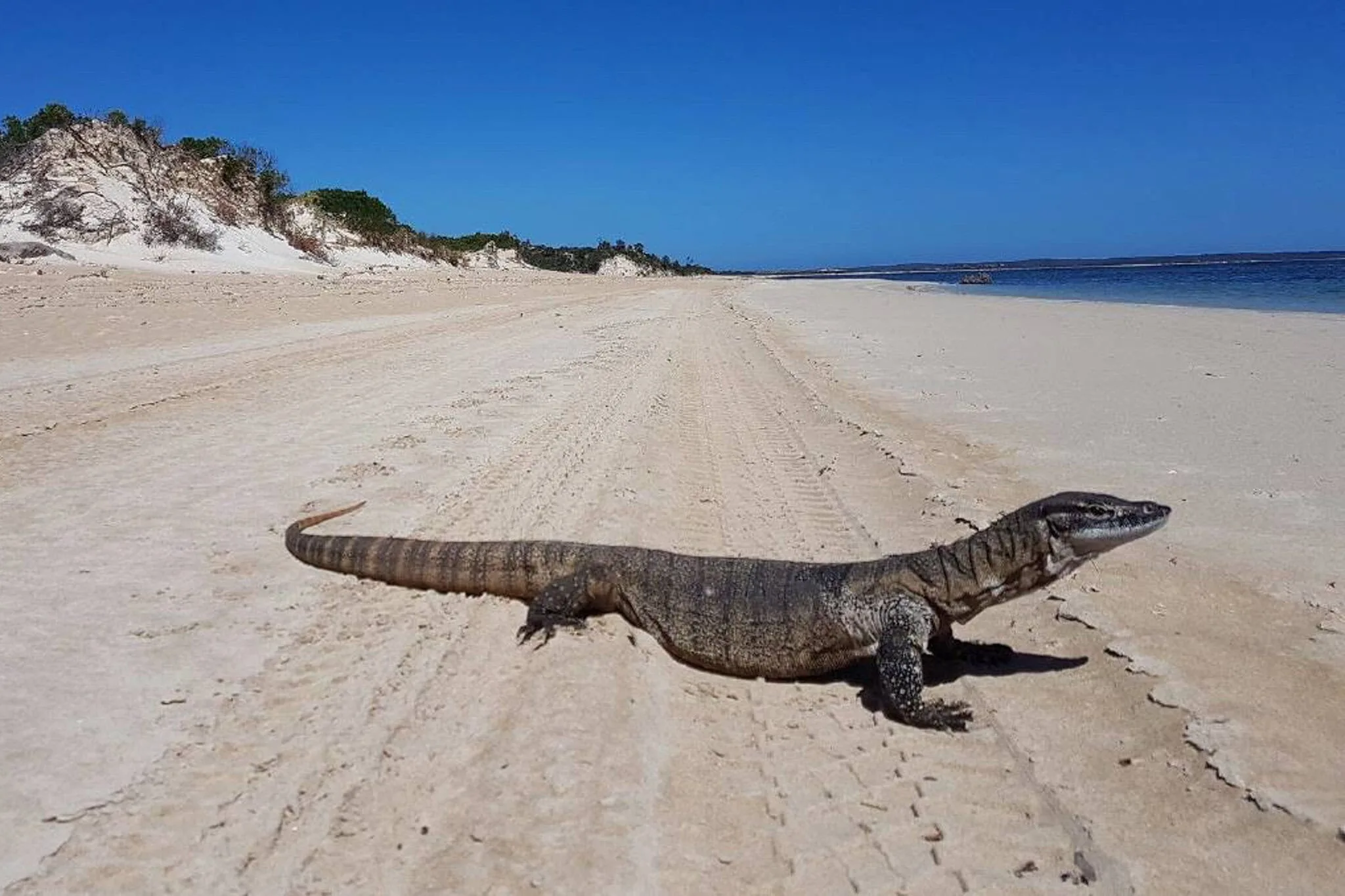 https://australiancoastalsafaris.com.au/wp-content/uploads/2025/08/Goanna-on-beach.webp