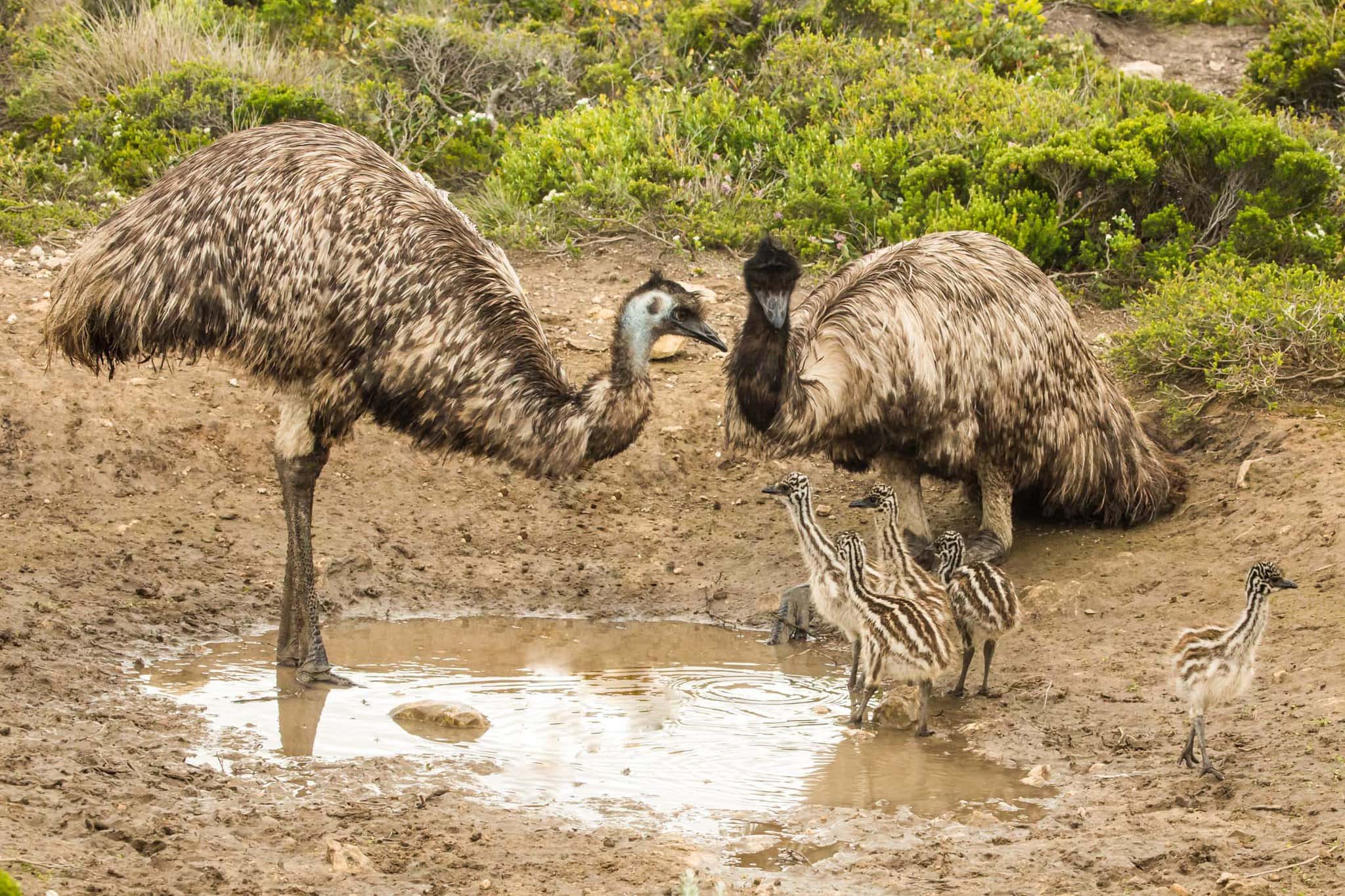 https://australiancoastalsafaris.com.au/wp-content/uploads/2025/08/IMGL5482.jpg