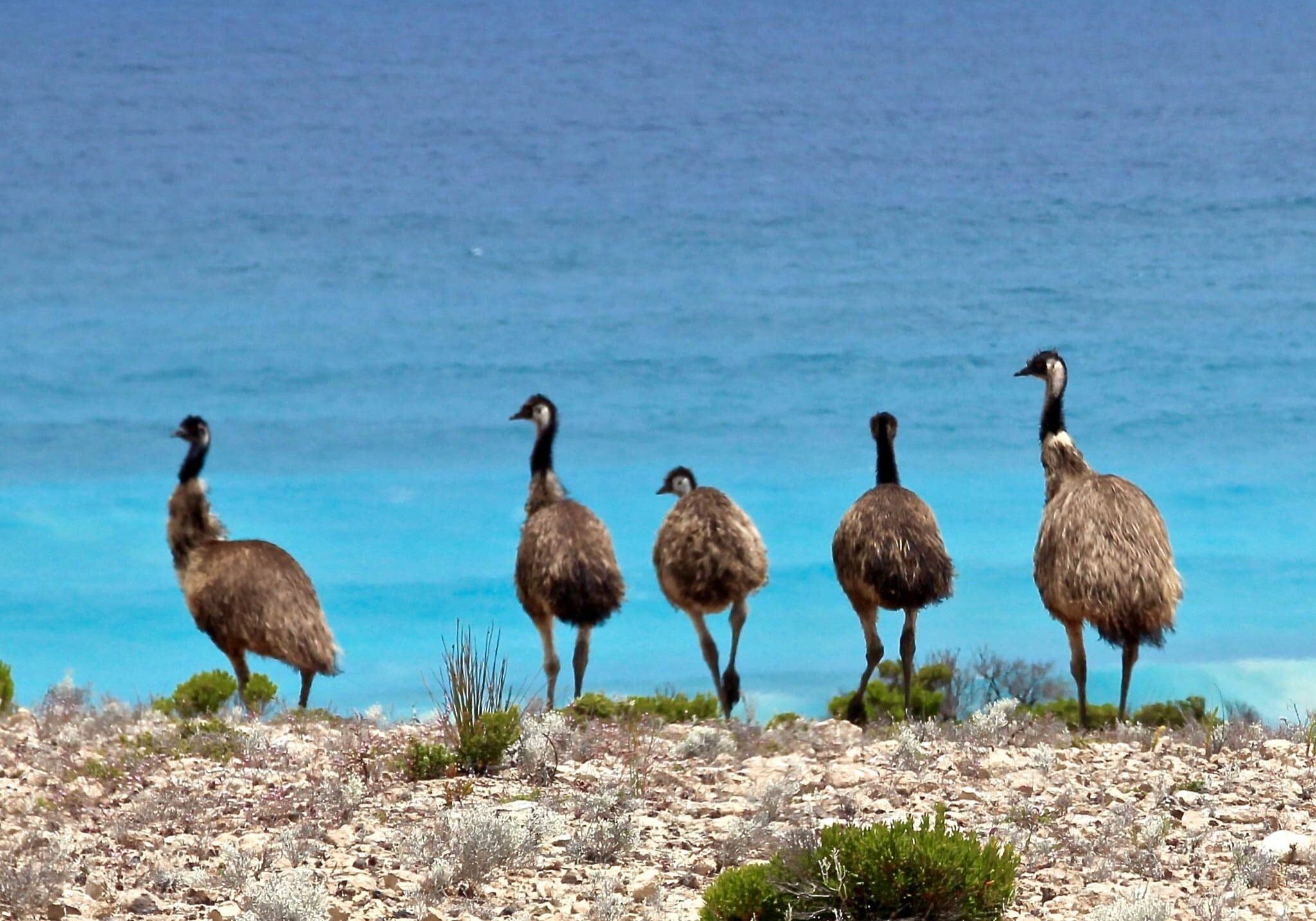 emu on the ocean